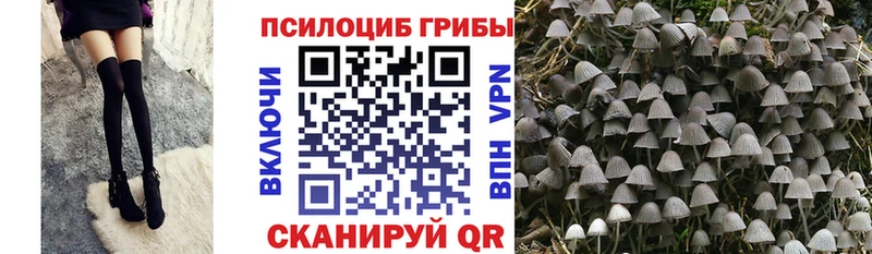 Псилоцибиновые грибы мицелий  закладки  Далматово 
